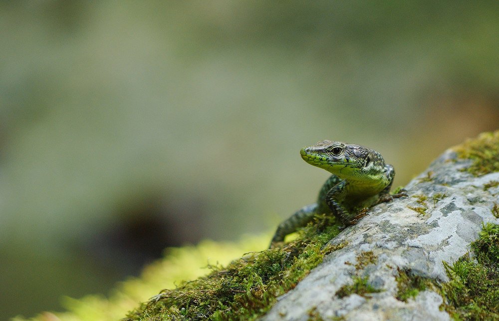 Фотография автора Сергей Павлов