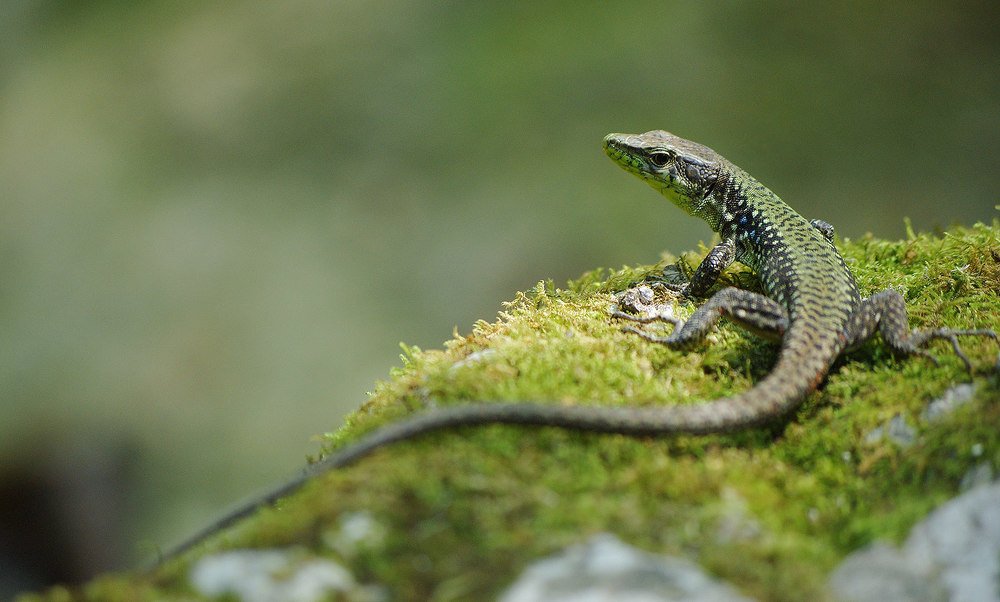 Королева маленького мира