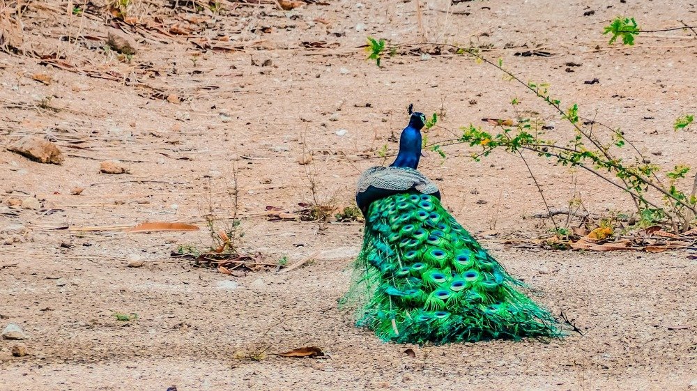 Photograph by Chandra Sekhar B