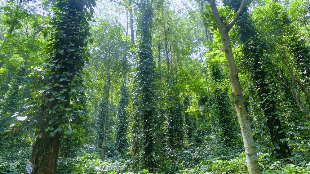 Photograph by Chandra Sekhar B