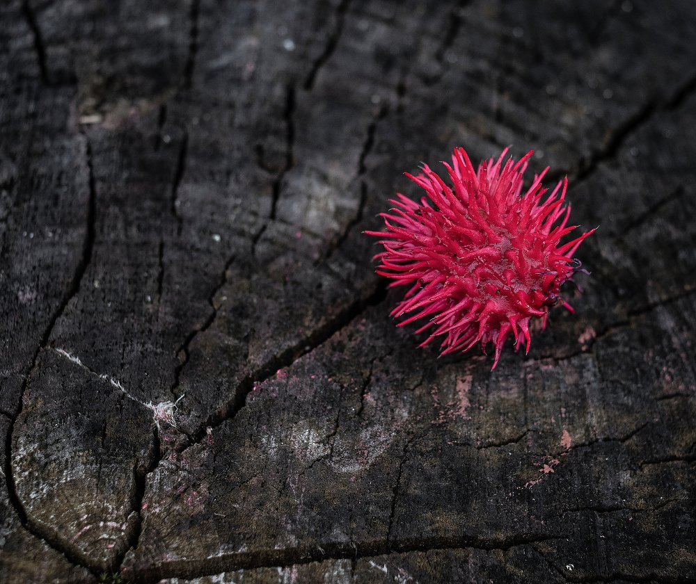 Красное на чёрном