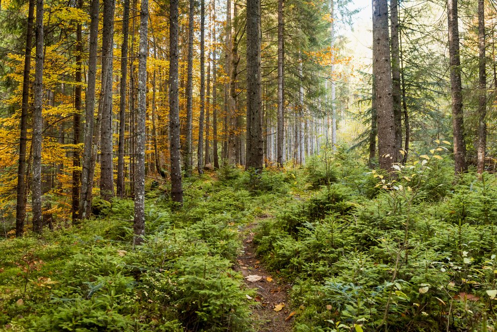 Photograph by Iurii Chornysh