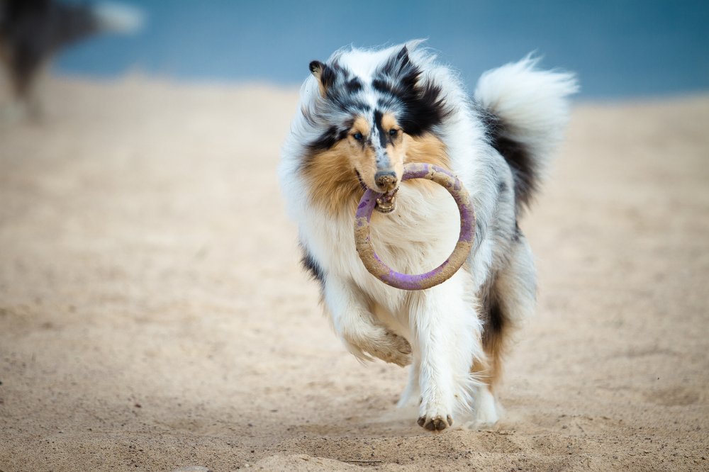 Плюша играет