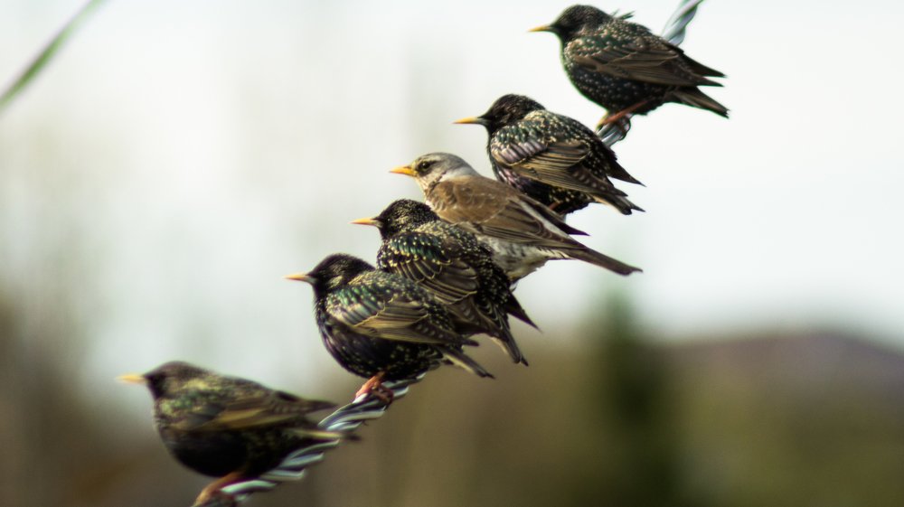 Свой среди чужих, чужой среди своих