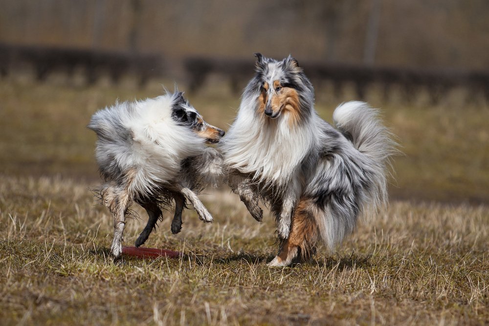 Жестокая любовь)
