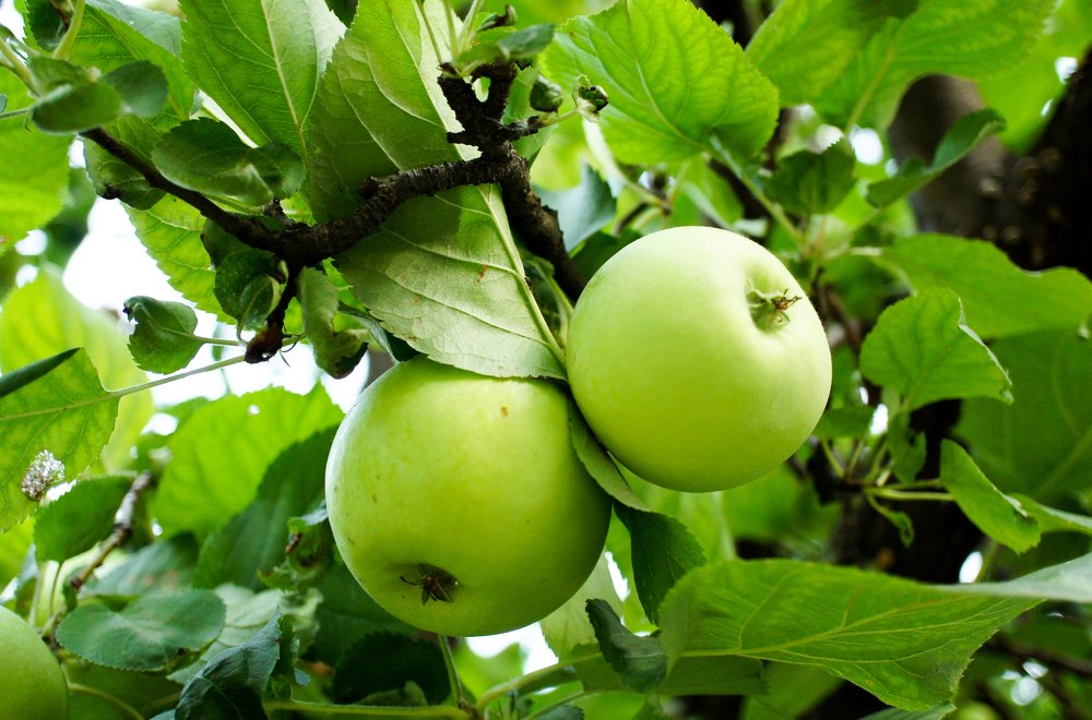 Photograph by irinabogach