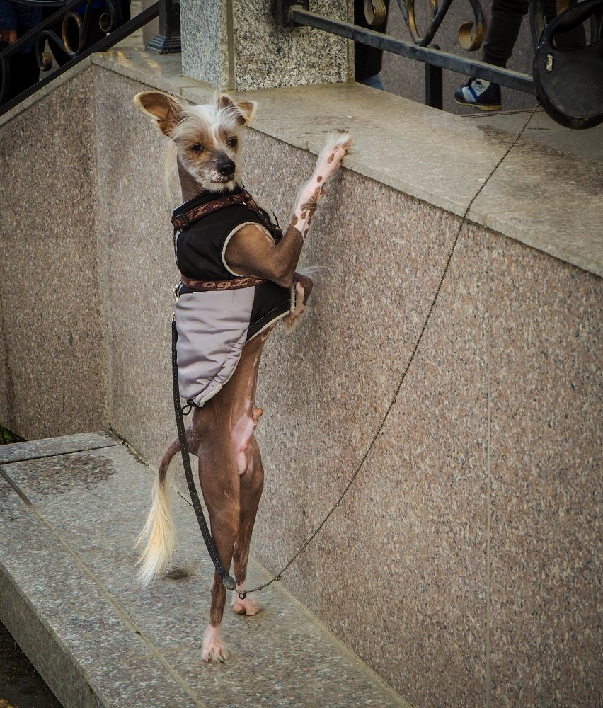 Фотография автора Olena Vorotyntseva