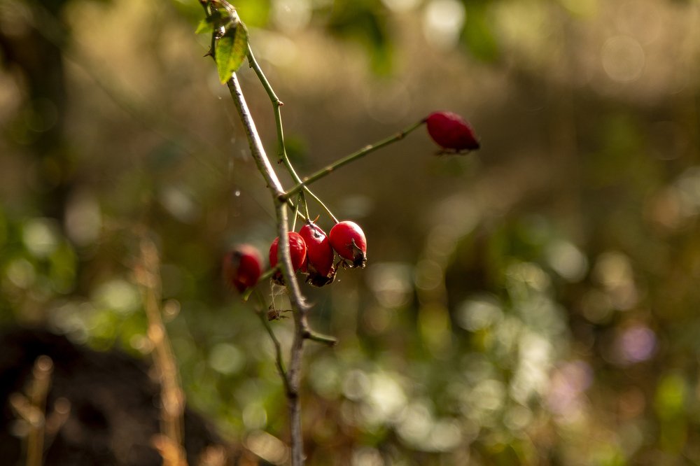 Photograph by Николай Ефимов
