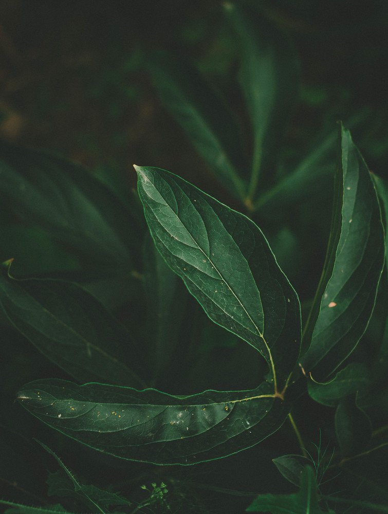 Фотография автора Алиса Саниева