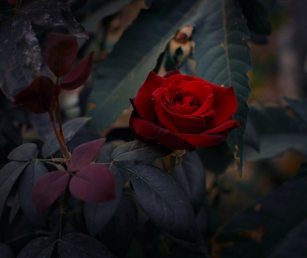 Фотография автора Алиса Саниева