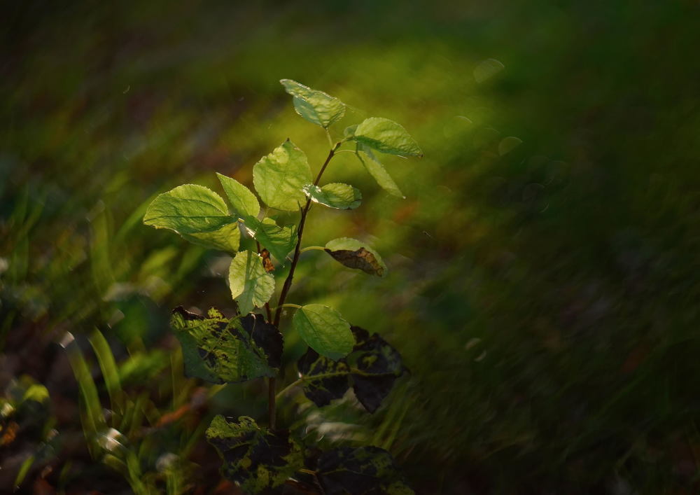 Photograph by Мария Кузьмина