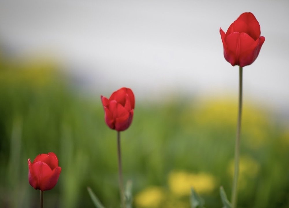 Фотография автора Зоя Галимова