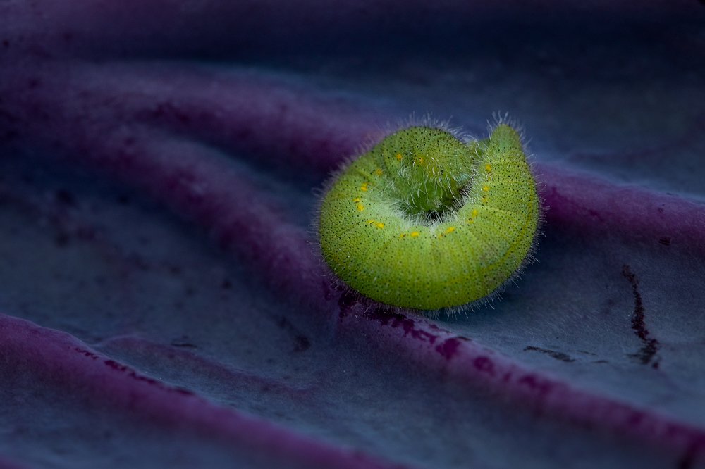 Фотография автора Зоя Галимова