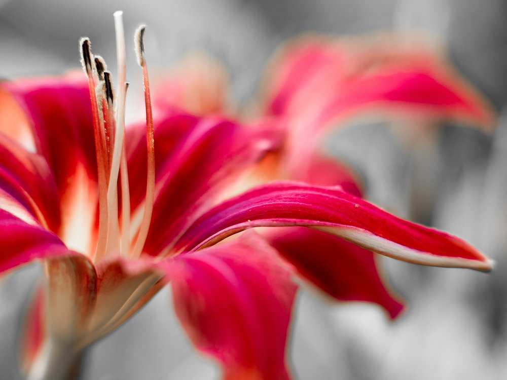 Photograph by 