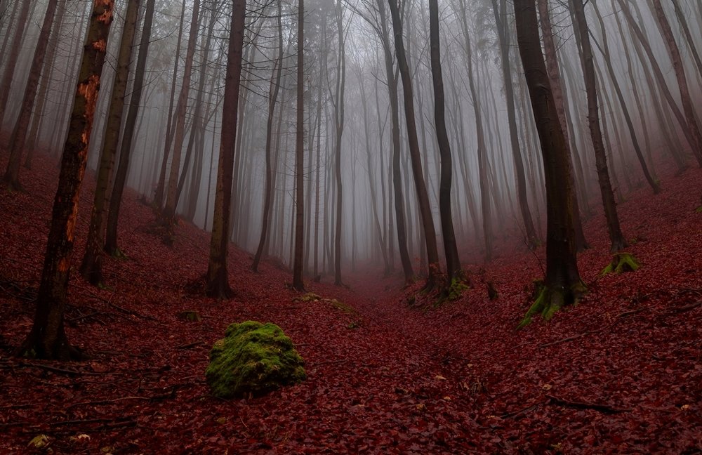 Fog forest