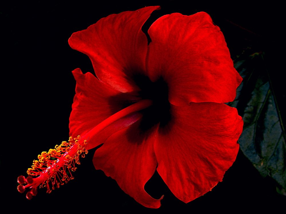 Photograph by Алька Вереск