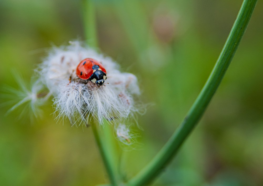 Фотография автора Севак Асрян