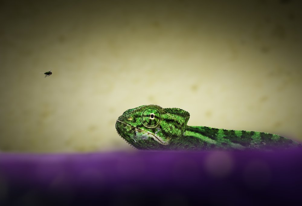 Photograph by Mohamed Attia