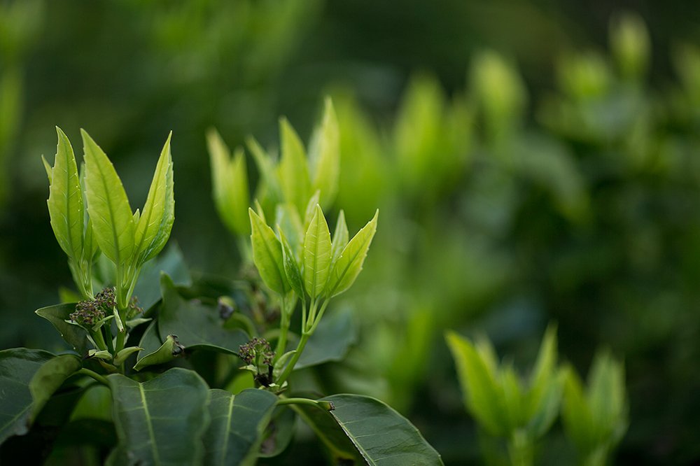 Photograph by khanfus