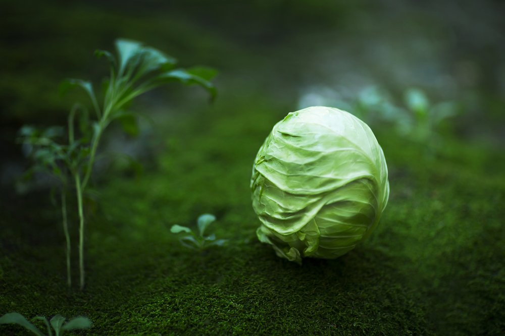 Просто красивая  капуста )