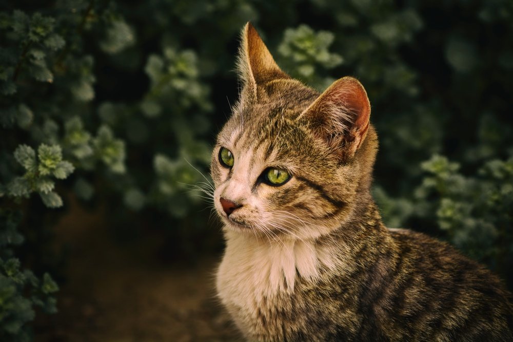 Photograph by Mohamed Attia