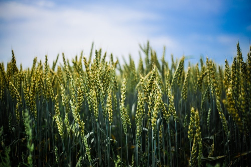 Фотография автора Надежда Саблина