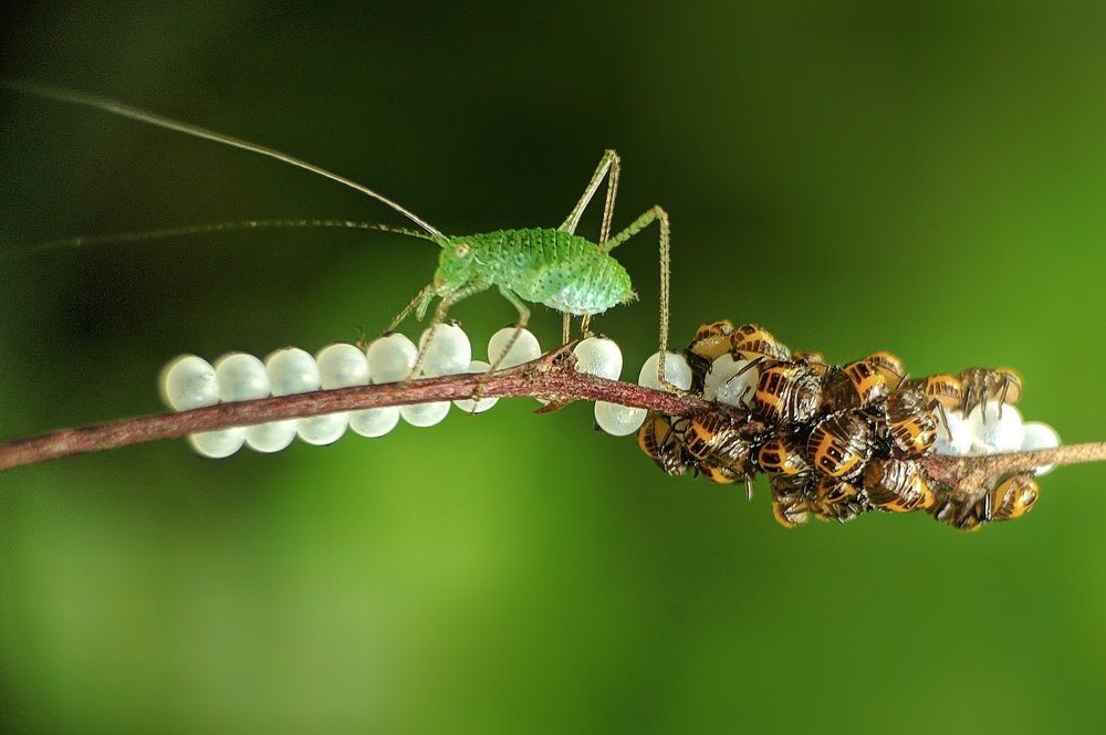 Photograph by Partha Chatterjee