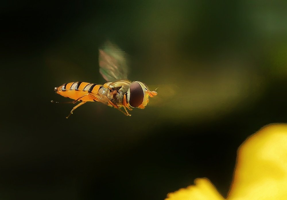 Photograph by Partha Chatterjee