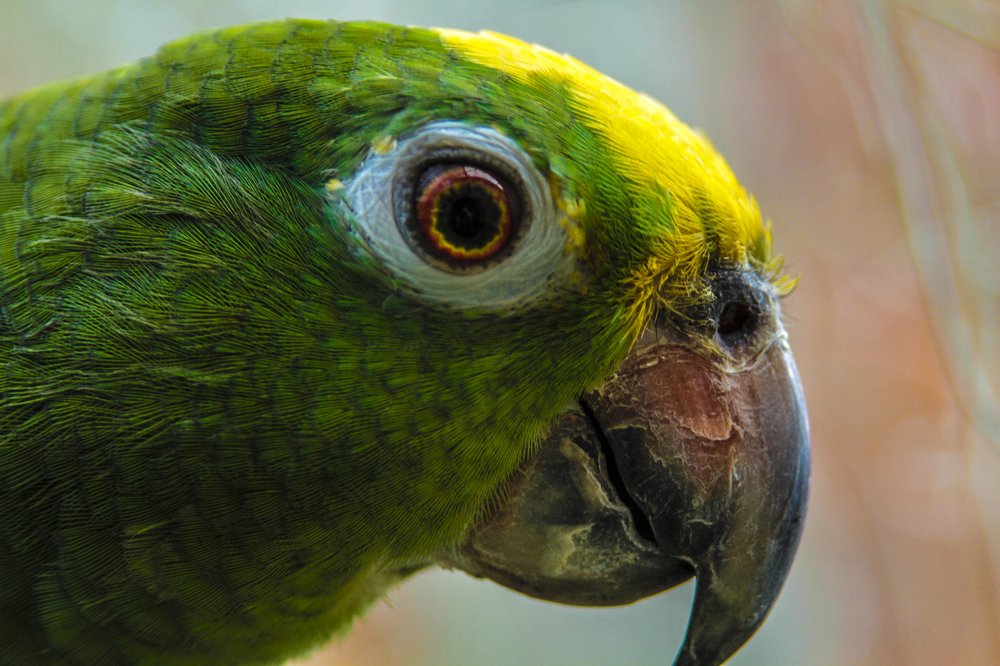 Lalo, it\'s a friendly parrot 02