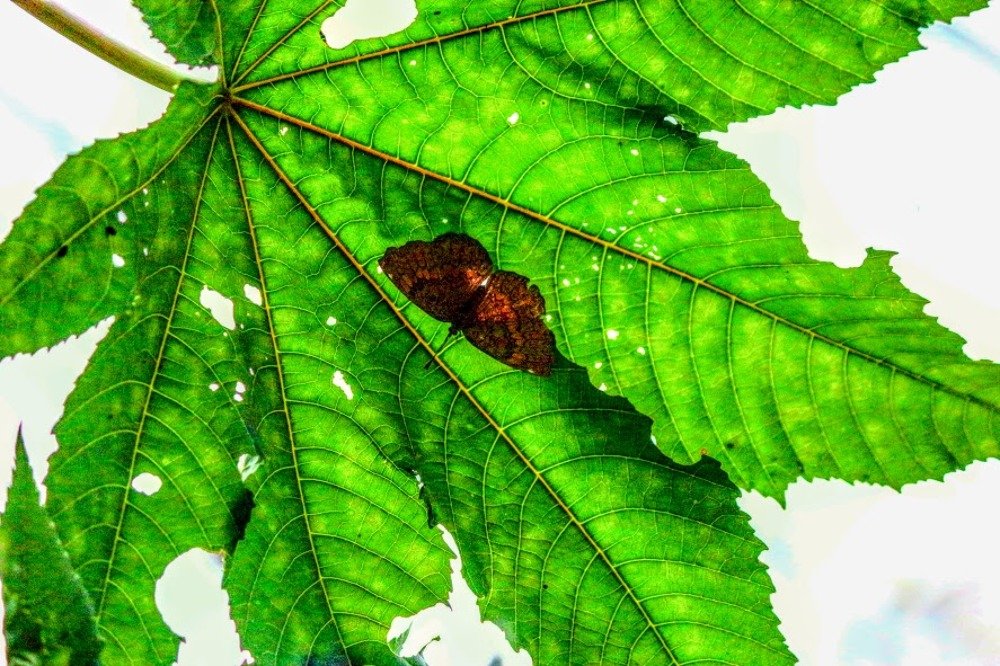 Complementing each other