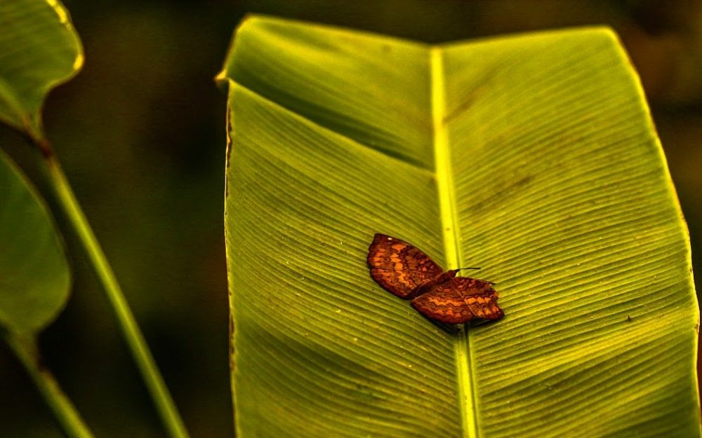 Resting on the green