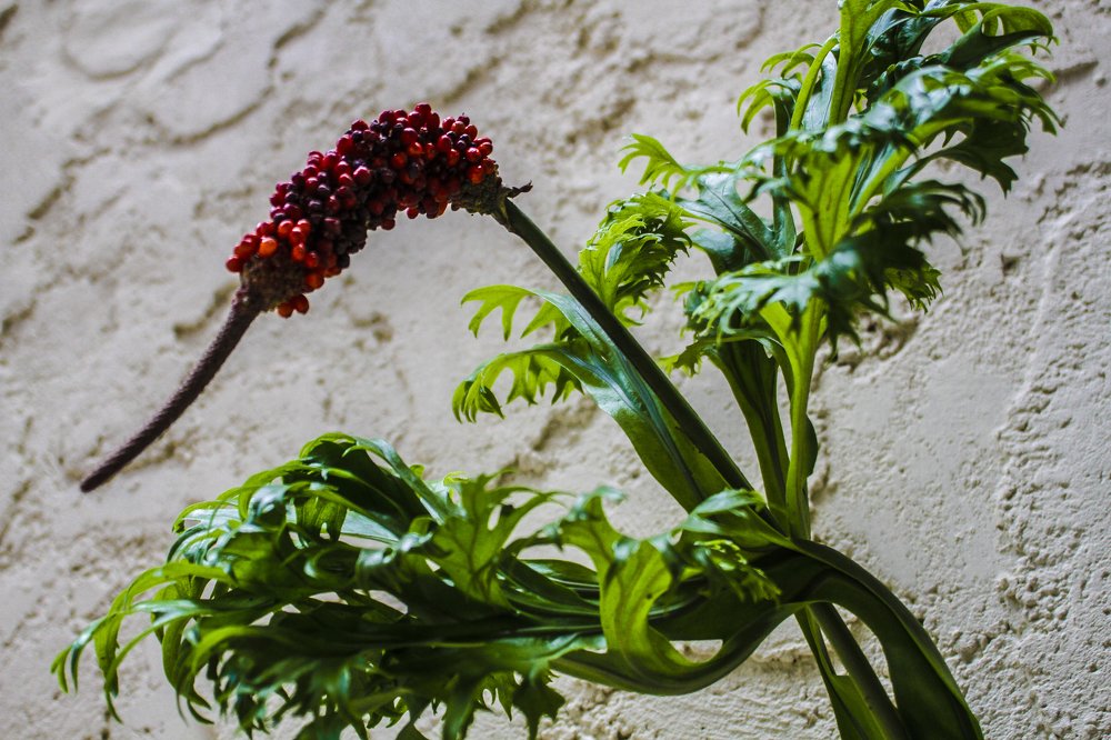 The green swan of red polka dots