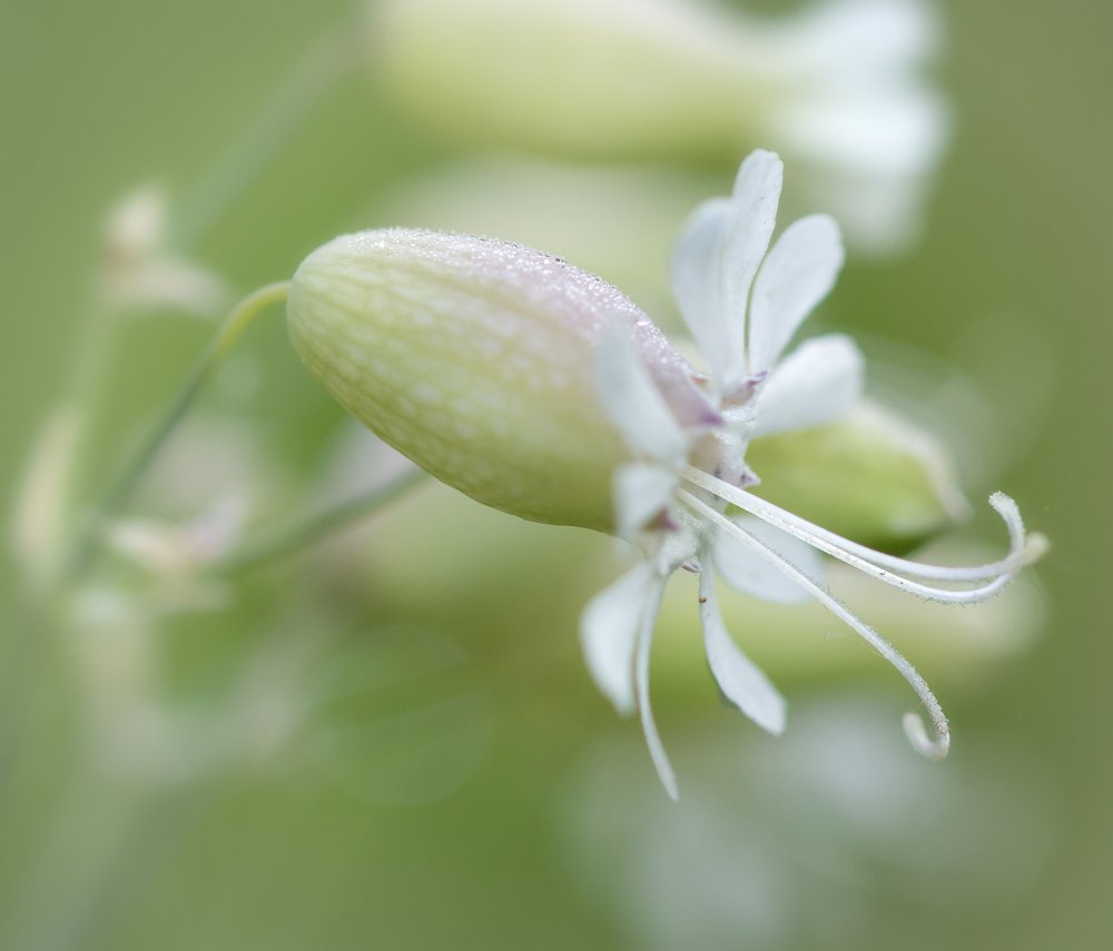 Lightness and freshness