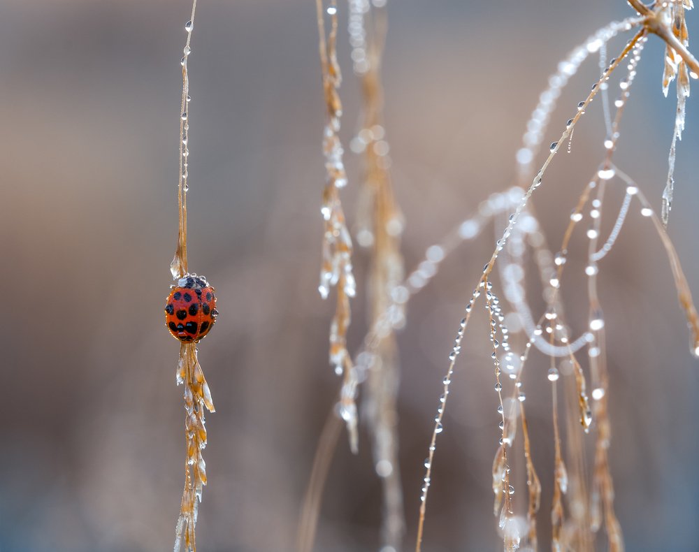 Fresh morning dew and a ladybug