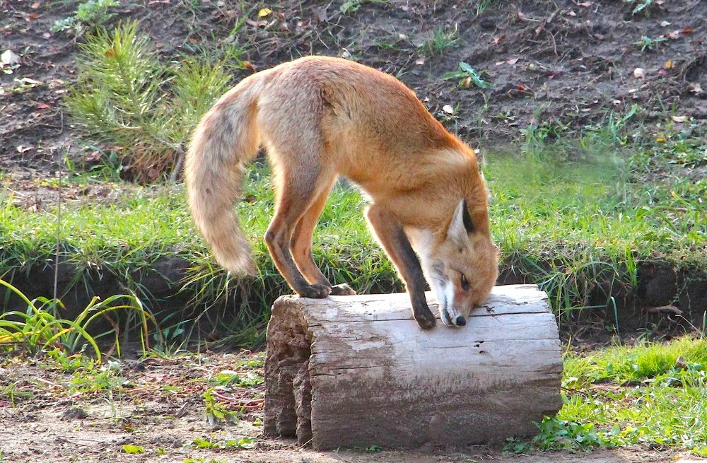 Photograph by Ирина Мамичева