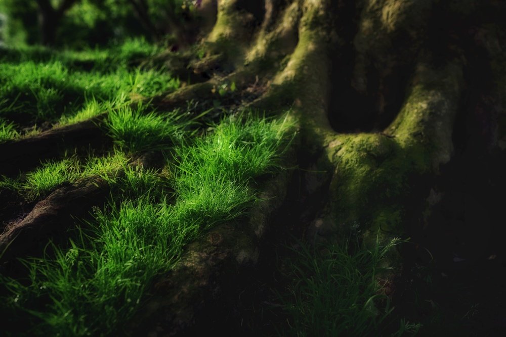 Травушка-муравушка