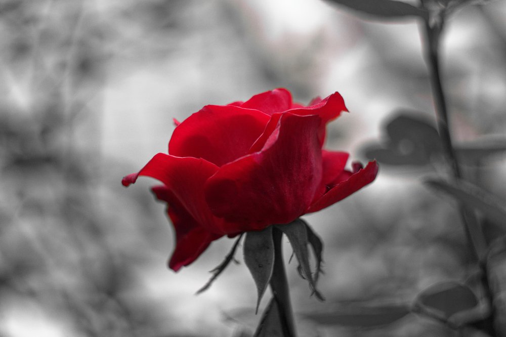Photograph by Александр Савченко