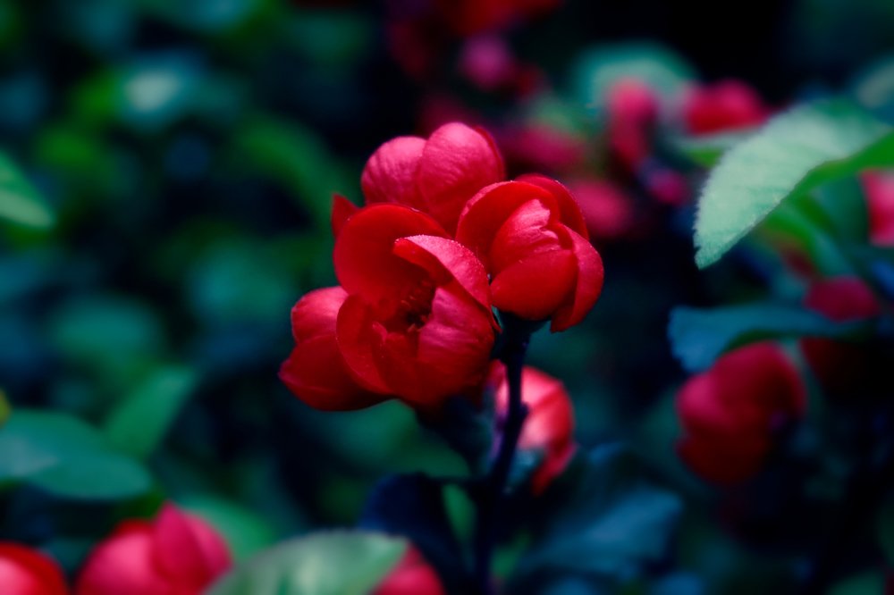 Photograph by Александр Савченко