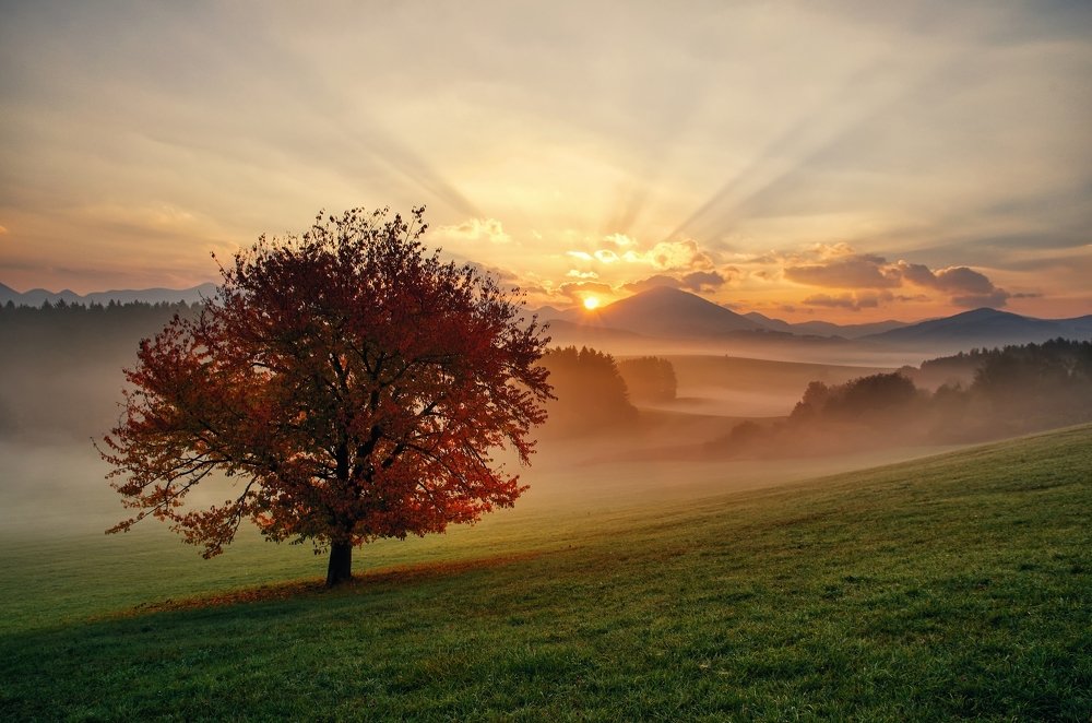 Black cherry in Turiec