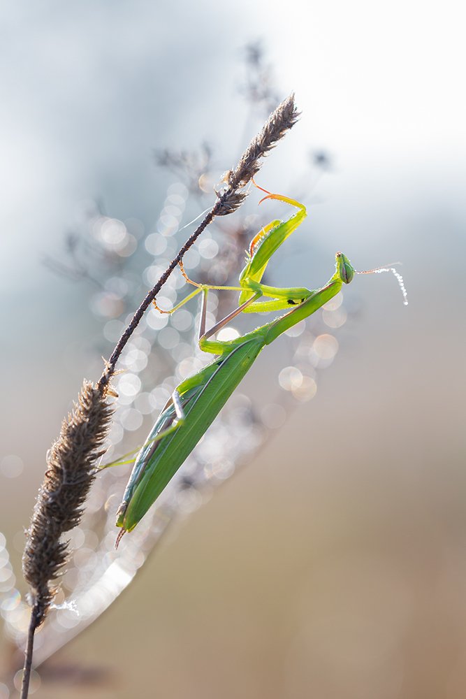 Утро богомола.