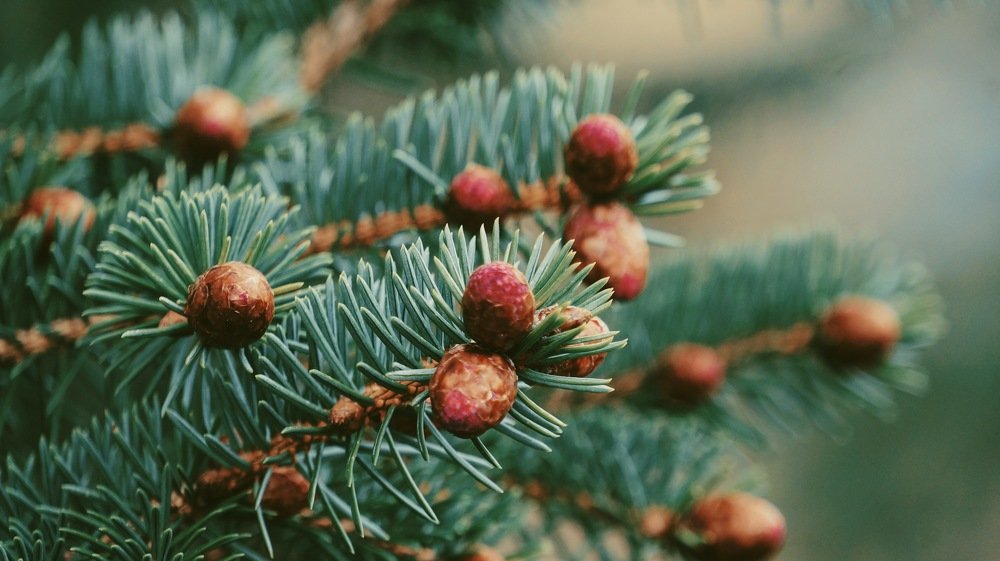 Весна в Бергене