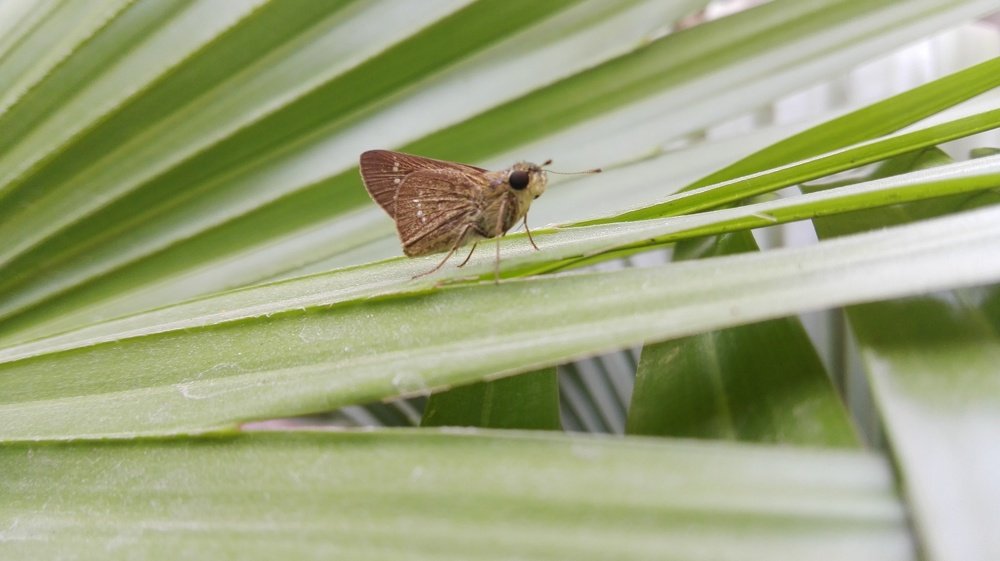 Moth and the host