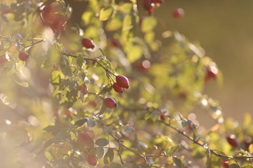 Photograph by Ольга Галецкая