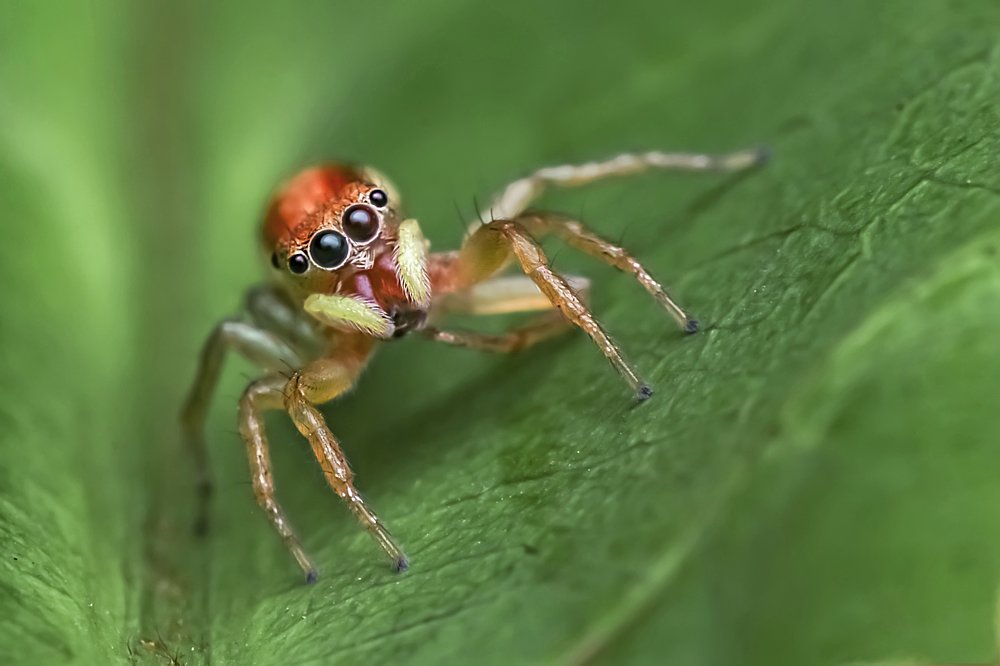Macro Spider