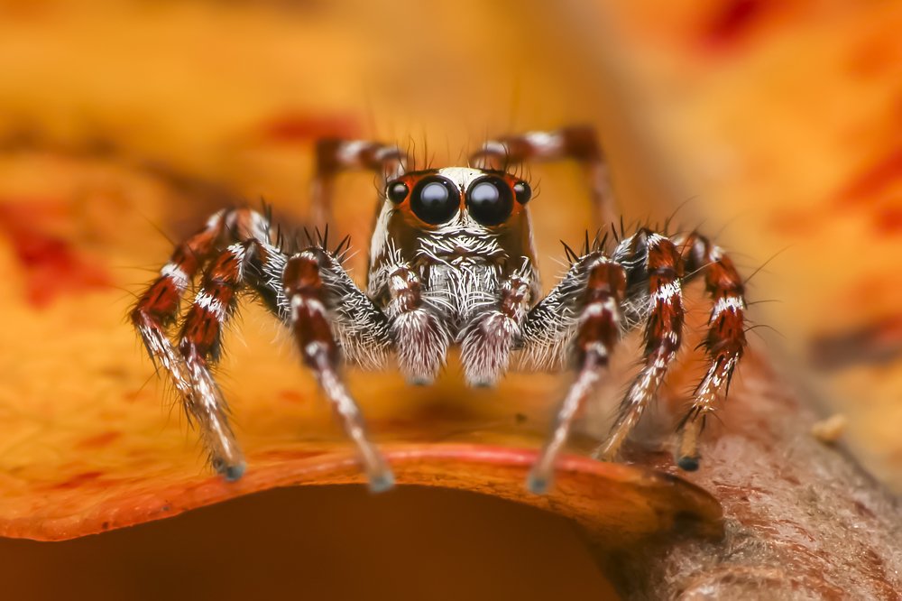 Фотография автора NeCoTi ChonTin