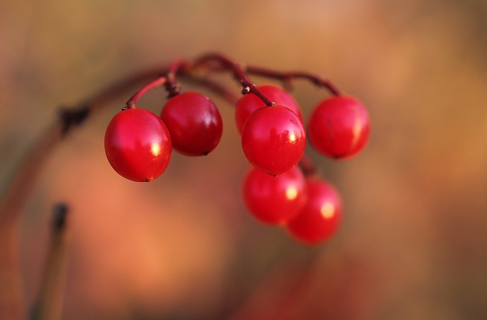 Photograph by Виталий Першин