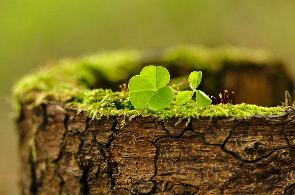 Photograph by Александра Азарнова