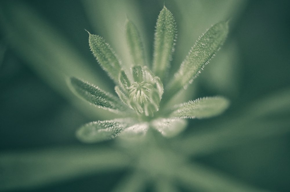 Photograph by Александра Азарнова