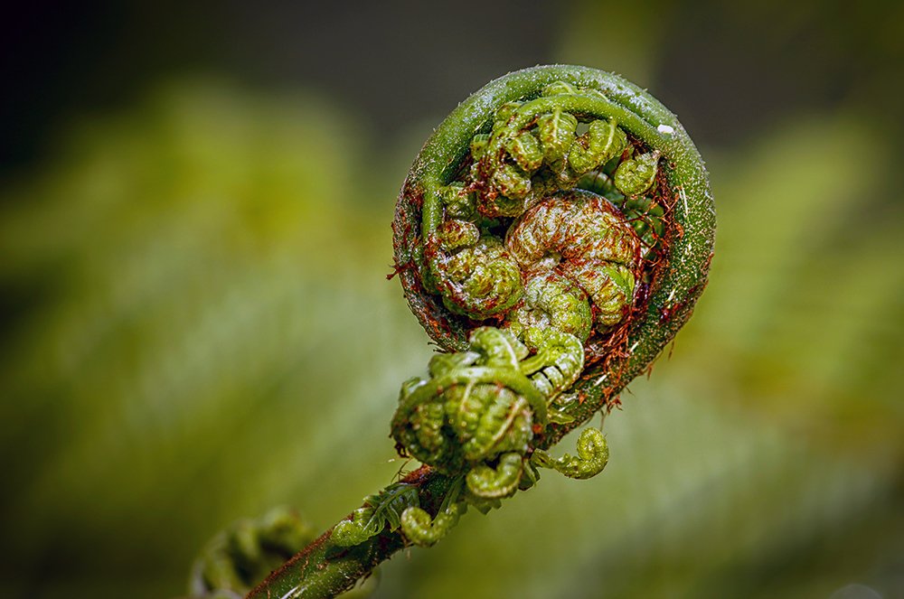 Photograph by Sudipta Das