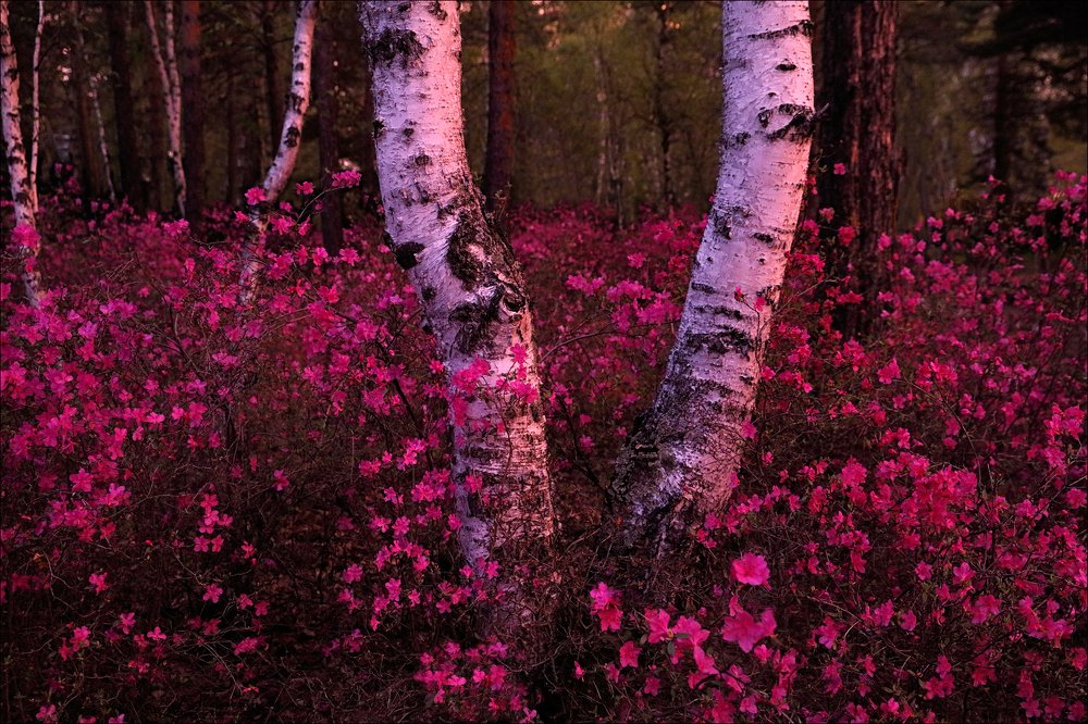 Photograph by Александр Леснянский